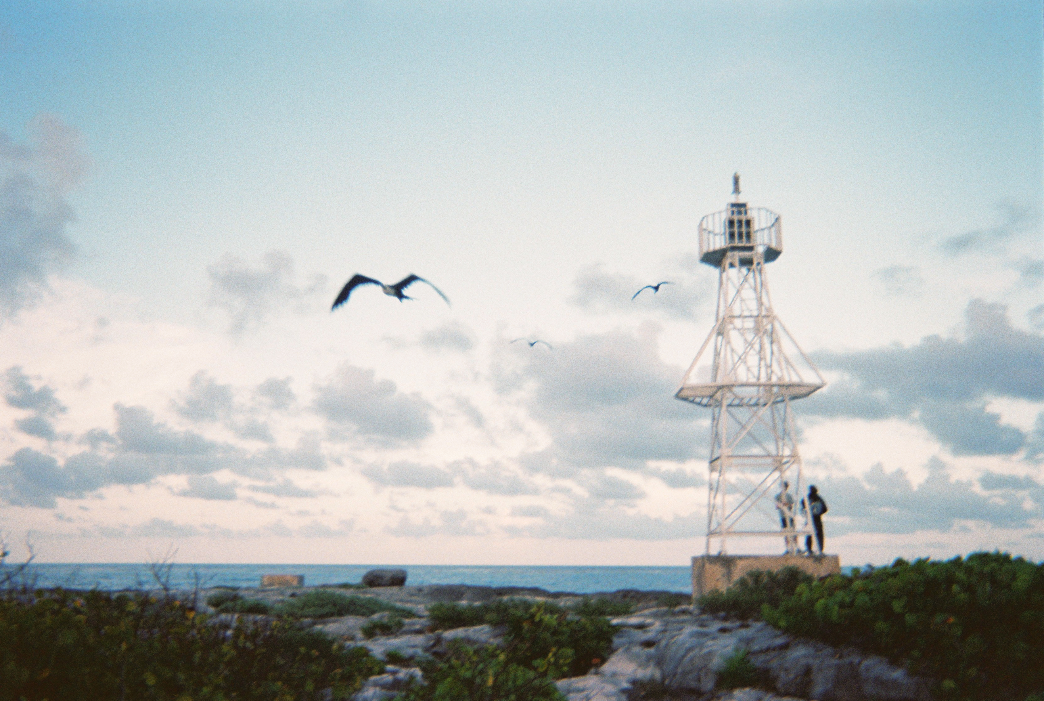 light tower and seagull
